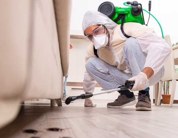 Why Professional Pest Control Services are Essential for Kingsville Homes